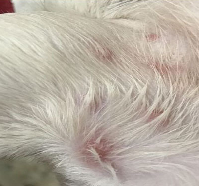 Wet spots of dermatitis in a puppy.